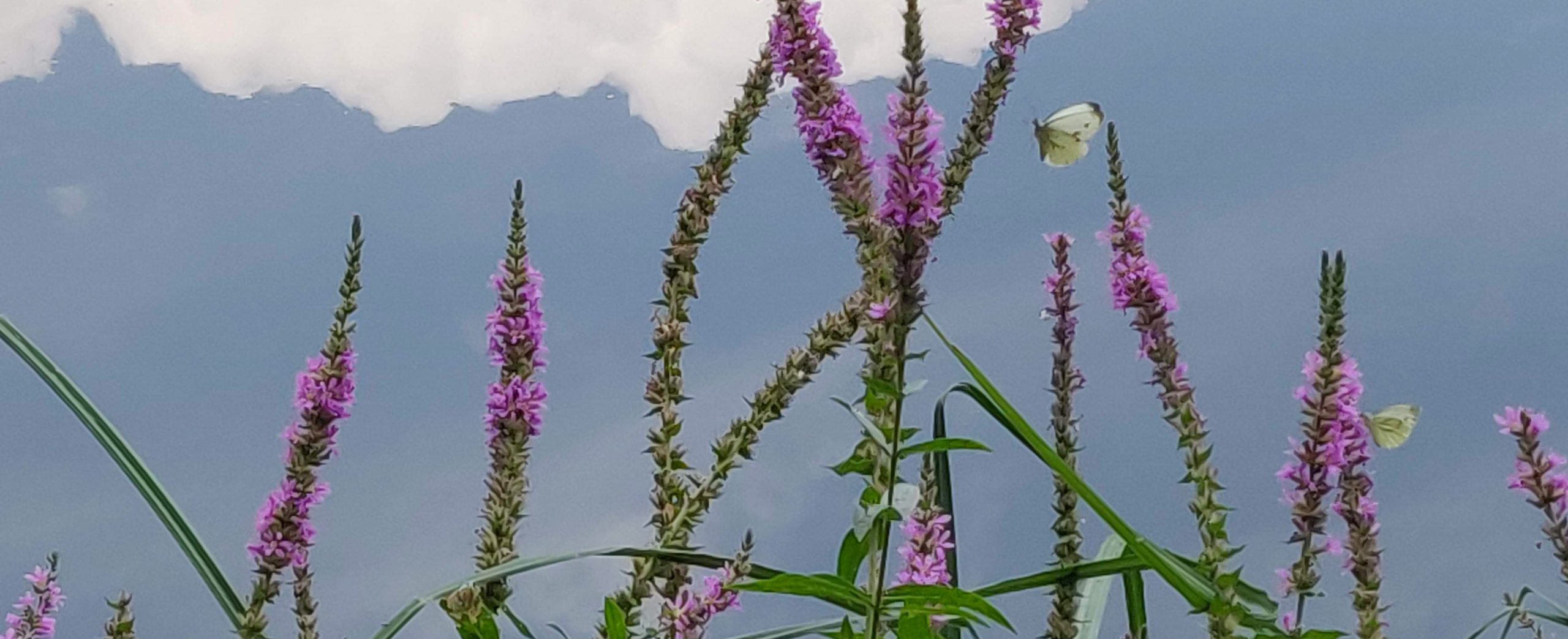 À la découverte de la gemmothérapie