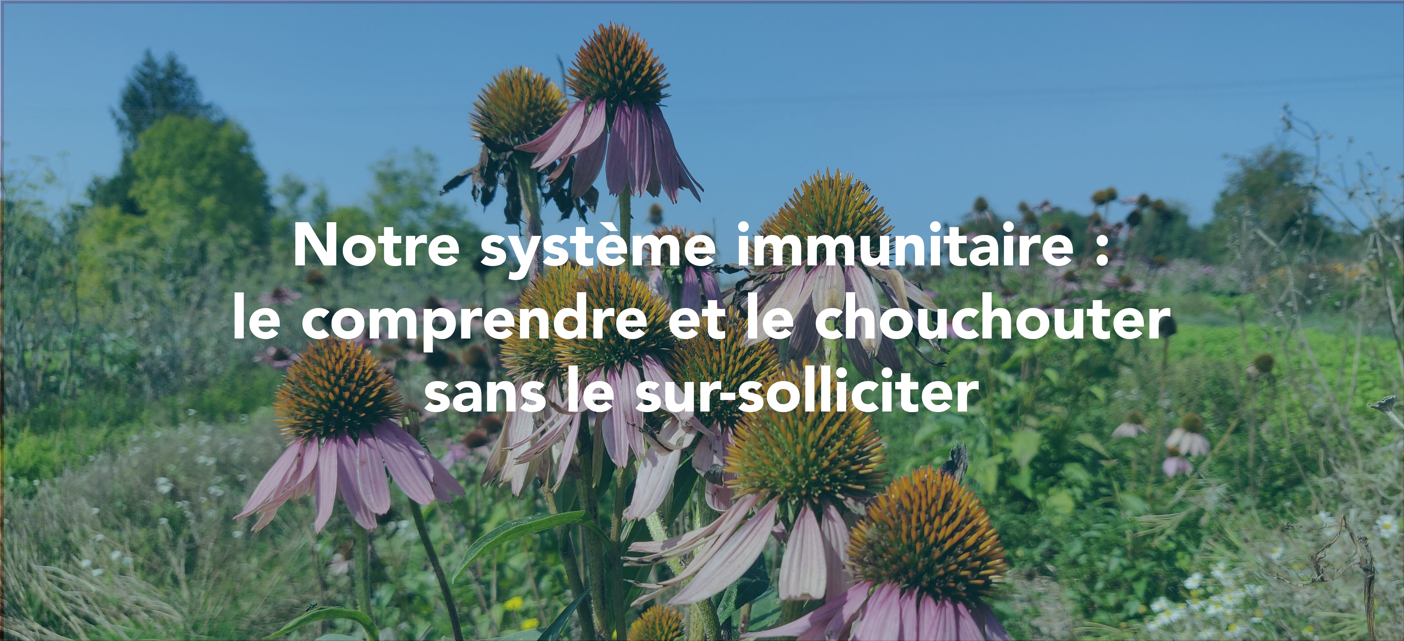 Le grand mystère du système immunitaire