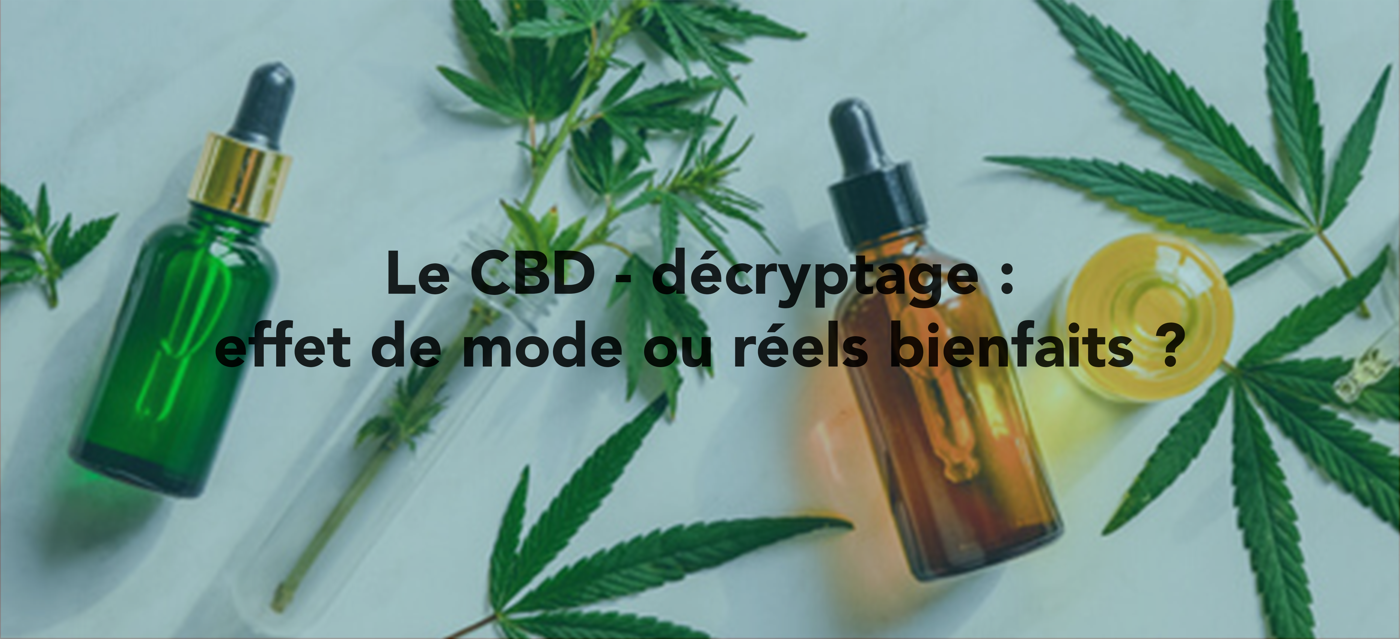 À la rencontre du CBD