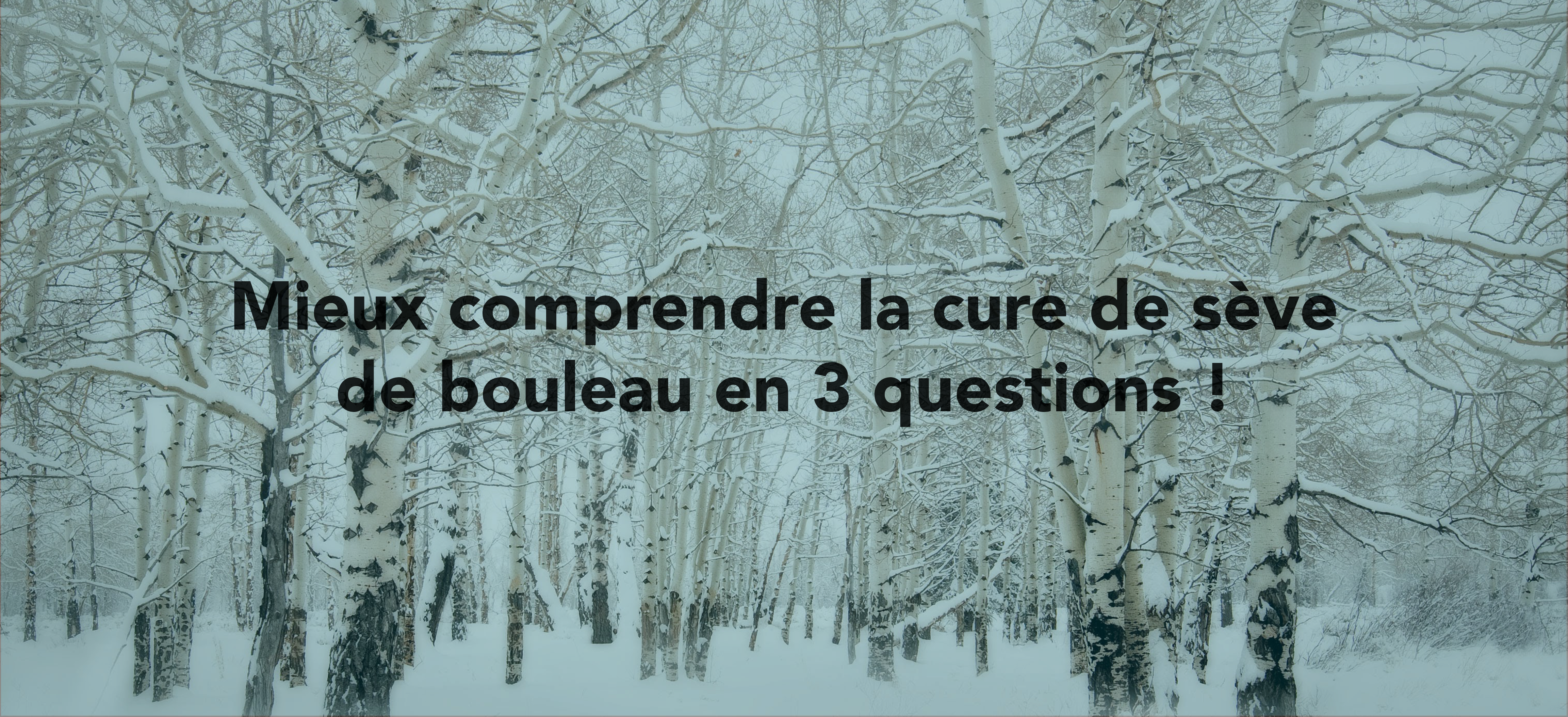 La cure de sève de bouleau, qu’est-ce que c’est ?