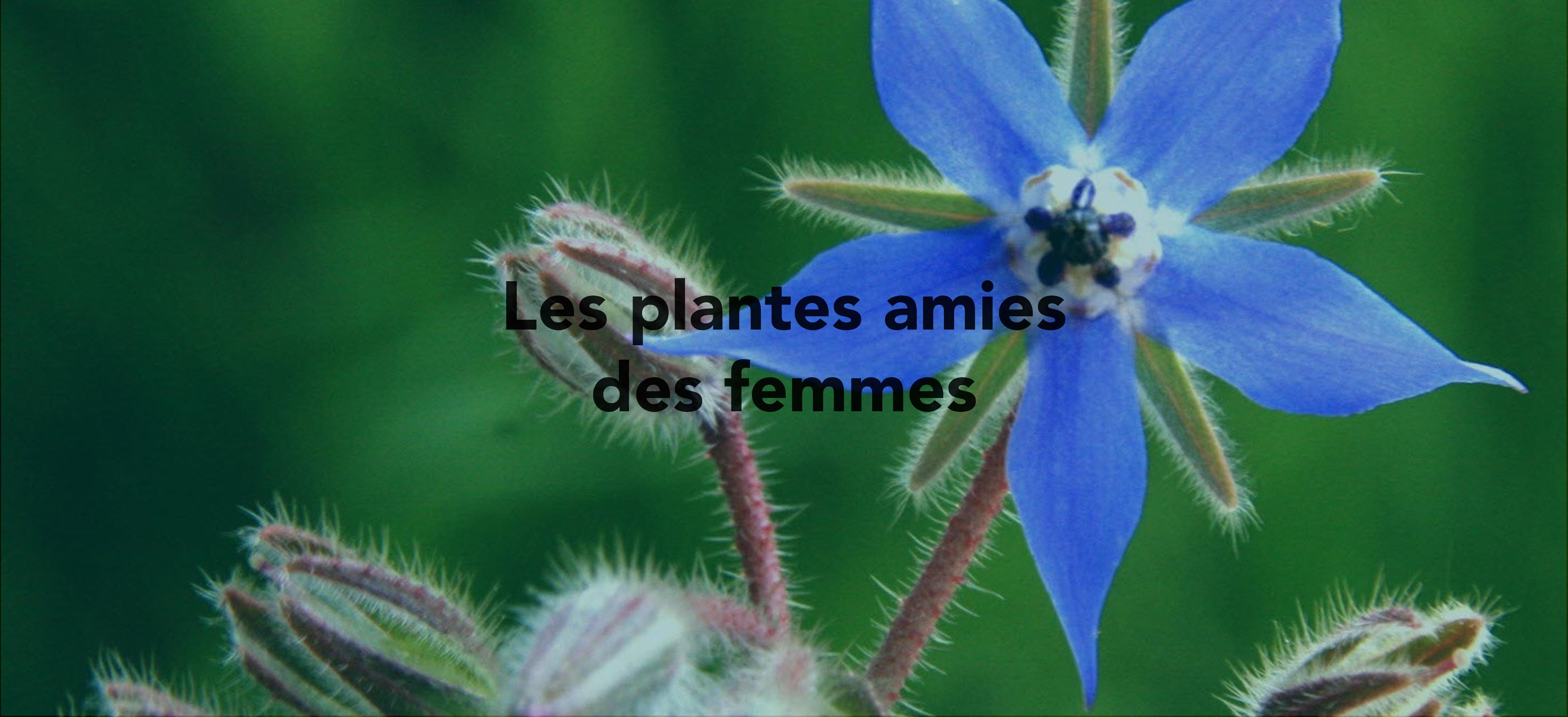 Les plantes amies de la femme