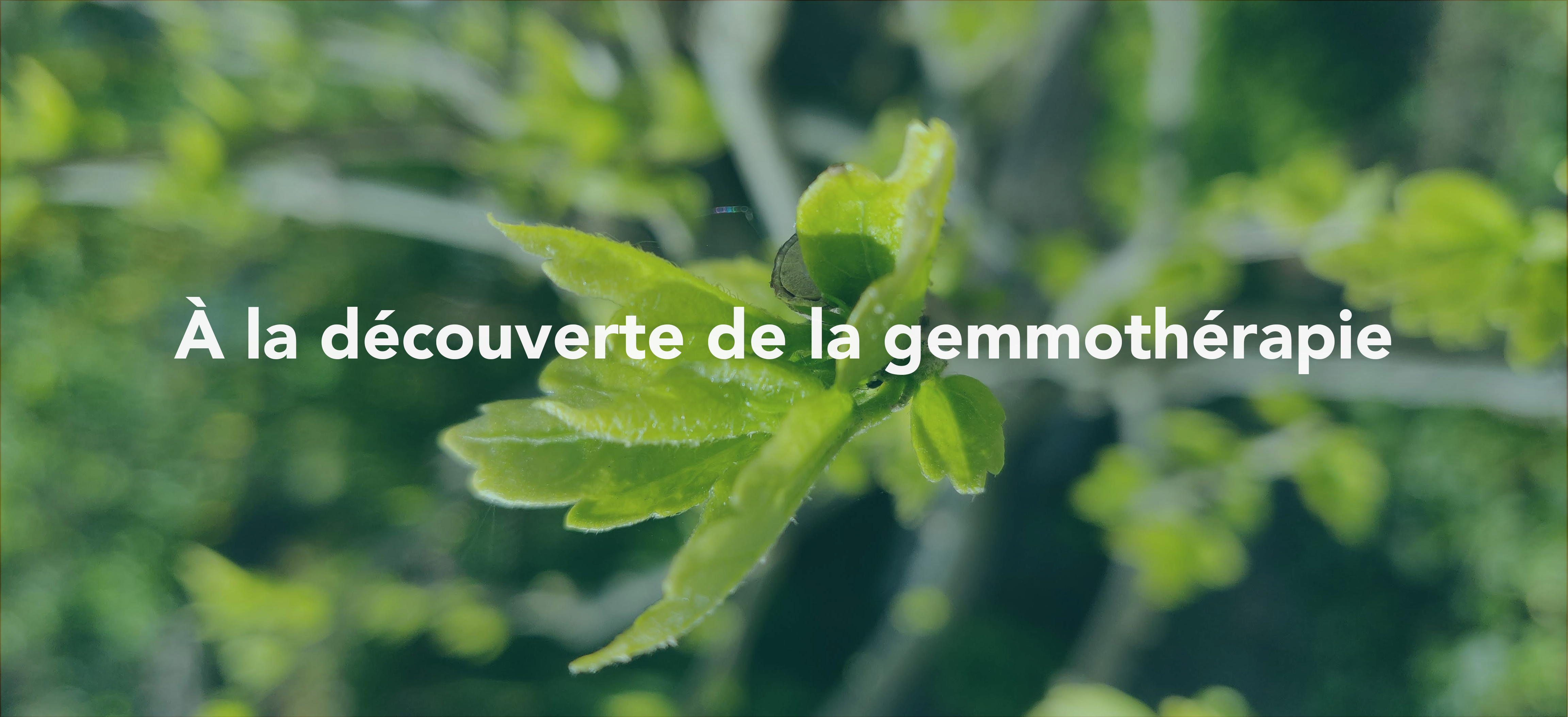 À la découverte de la gemmothérapie