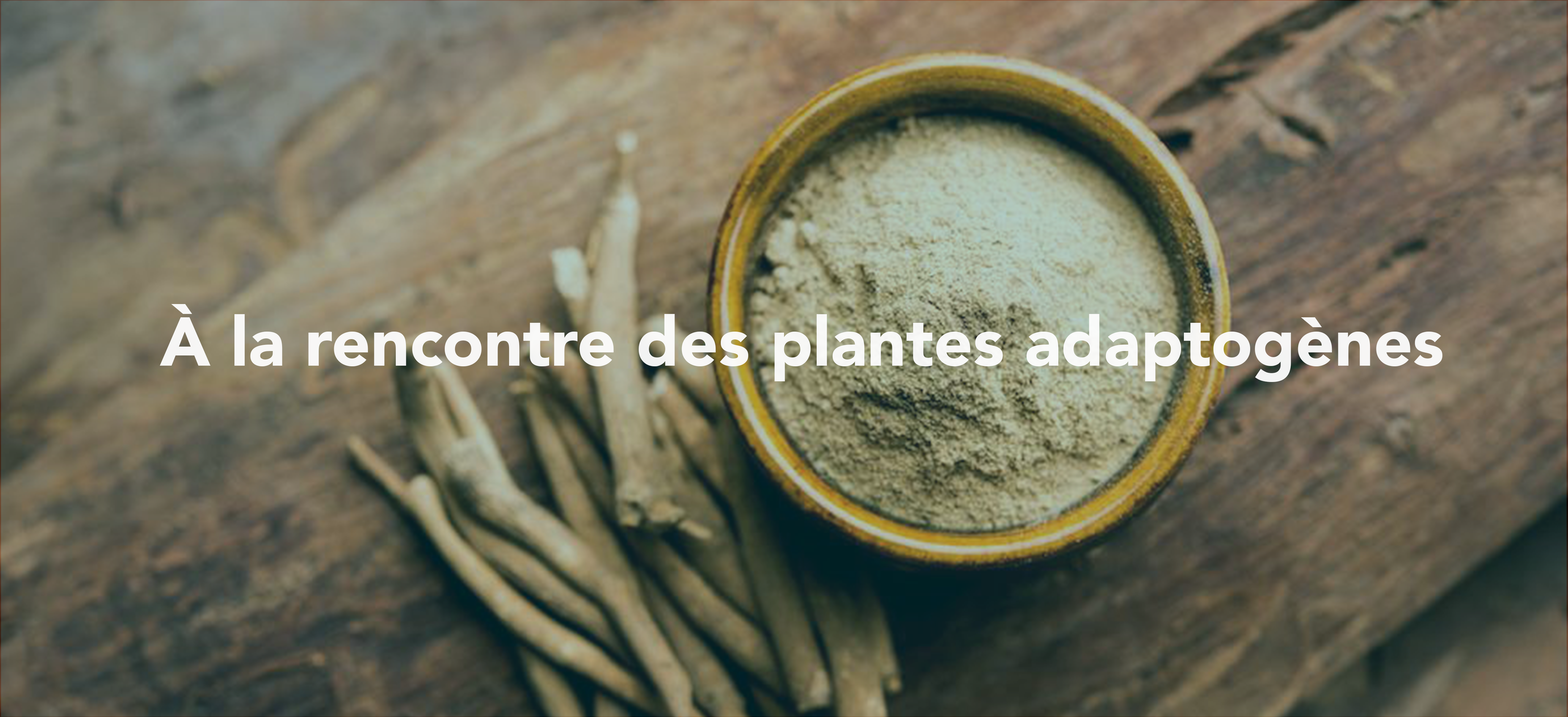 À la rencontre des plantes adaptogènes