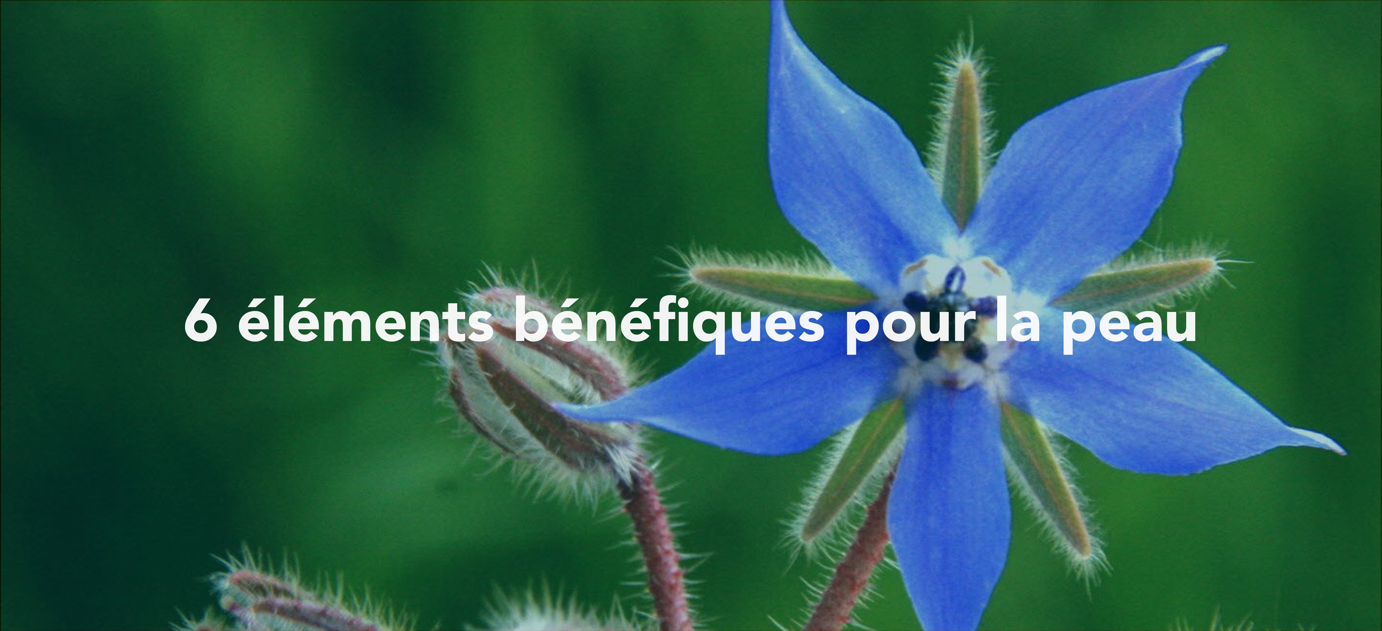 6 éléments bénéfiques pour la peau